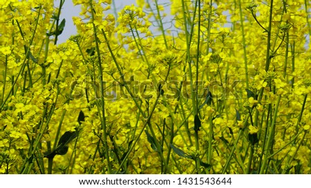   Background full of yellow flowers                           