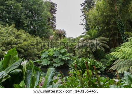 Tropical jungle surroundings with lots of green leaves and plants