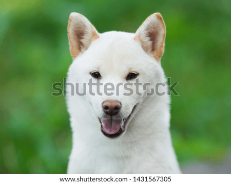 portrait white cream puppy Shiba Inu dog sits on a background of green bushes in the summer sun