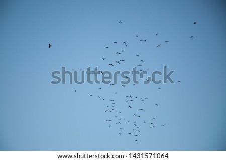 Birds in the sky. A flock of birds in flight. Bird background in blue sky.