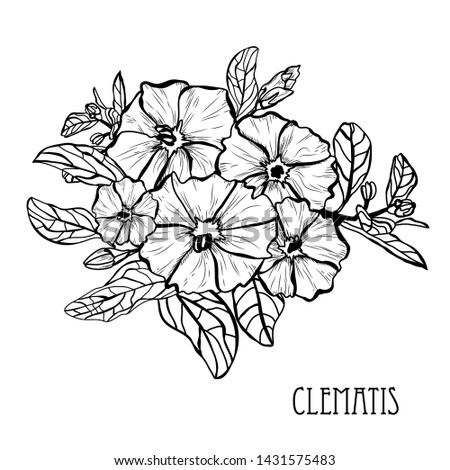Decorative clematis  flowers, design elements. Can be used for cards, invitations, banners, posters, print design. Floral background in line art style