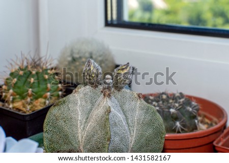 Astrophytum myriostigma with flower buds growing in cacti collection on window sill