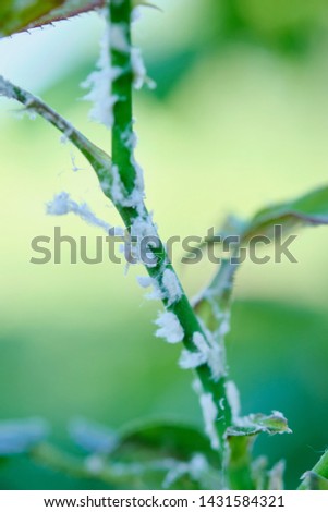 white aphid on the stem of a rose