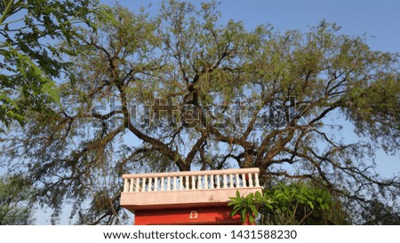 a beautiful big tree on the house roof