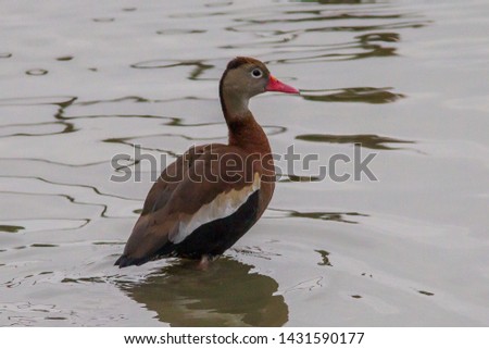 Black-bellied Whistling-Duck
Latin name: Dendrocygna autumnalis