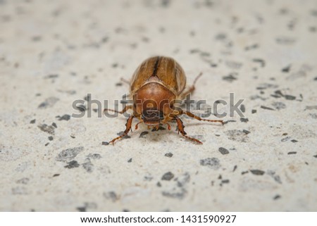 Summer chafer on stone ground. European june beetle. Amphimallon solstitiale.