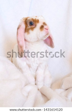Cute little orange and white color bunny with big ears. rabbit on white background - animals and pets concept