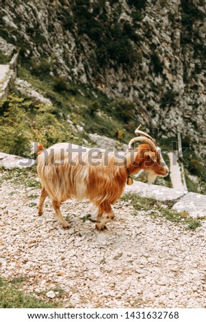 The farming and breeding of goats. Goats on the slopes of the mountains and pasture in Montenegro. 