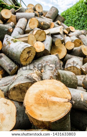 Woodpile of beech tree trunks, waiting to be chopped for firewood