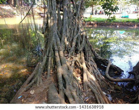 banyan tree that grows on the edge of the lake
