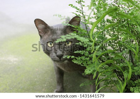 Portrait of silver blue or grey Thai cat, The curious cat is in the garden of ferns.