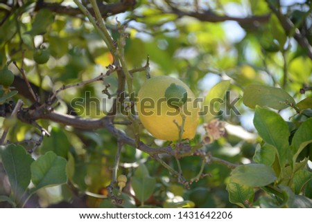 Lemons on tree, fresh, lemons, Alicante province, Costa Blanca