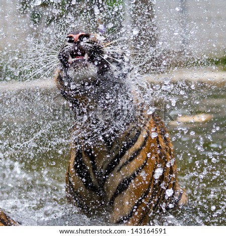 Tiger swimming.