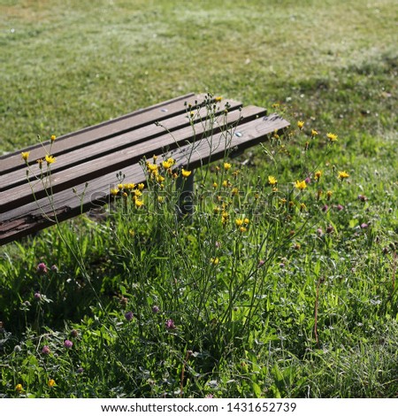 wild flower at the bench