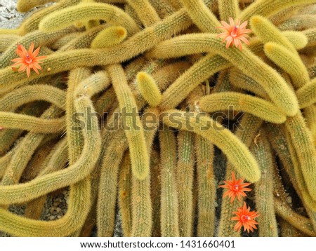 Background made out of red tail cacti with orange flowers