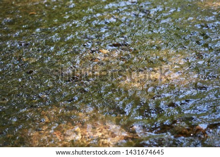 the ripples on the water of the stream