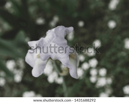 White iris flower closeup top view. Flowers that are beautiful and created by nature