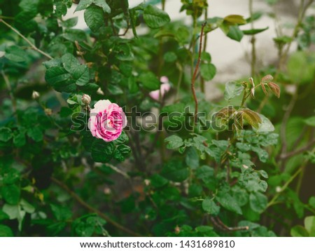 Rose tea rose flower on a green Bush. Flowers that are beautiful and created by nature