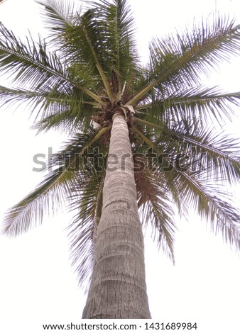 The coconut tree facing the camera from cross bottom ,from this angle it's looking beutifull in landscape view.