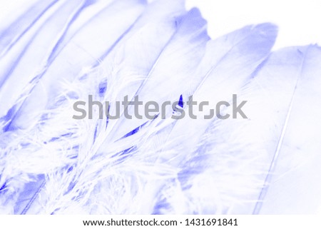 Beautiful abstract close up white light blue and purple feathers background and wallpaper