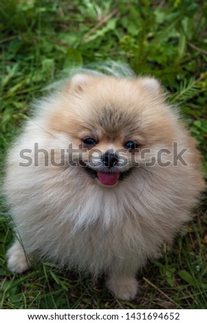 Pomeranian peach color, with tongue sticking out on the background of grass