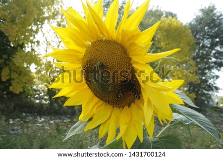 sunflower flowers on the sunny field