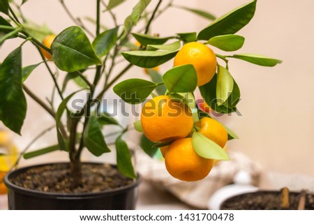 Branch of a Calamondin citrus plant grown in a pot with ripe orange fruits and green leaves. Citrofortunella microcarpa, Citrus madurensis. Indoor citrus tree growing. Close-up with selective focus Royalty-Free Stock Photo #1431700478