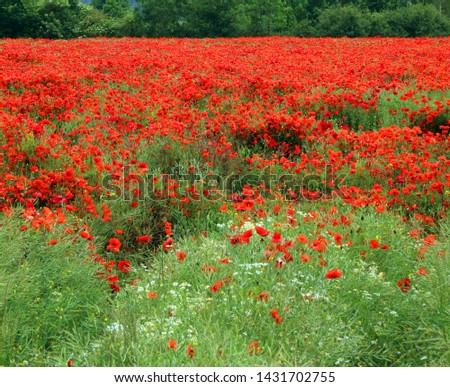 Close up of a Poppy field in Staffordshire England
