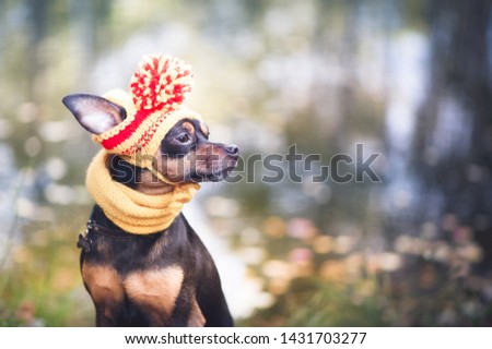 Little dog in an autumn hat and scarf. Funny, funny puppy. Theme of autumn, cold.A dog in clothes. Toy Terrier. Portrait of a macro. Space for text.
