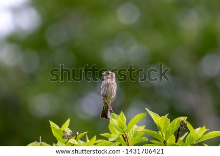 Female House finch (Haemorhous mexicanus) sitting on a bush