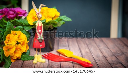 Concept Spring planting on the balcony, in the house, harmony and beauty. Flowers Primula red and yellow and garden tools, space for text 
