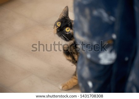 young tortoiseshell cat sits on the ground and hides behind a leg, she looks curiously round the corner
