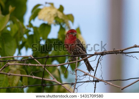 Male House finch (Haemorhous mexicanus) sitting on fence at backyard