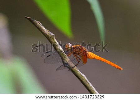 Dragonfly on green nature background