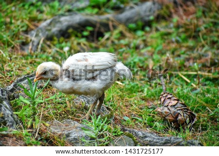  A picture of wild rooster chick
