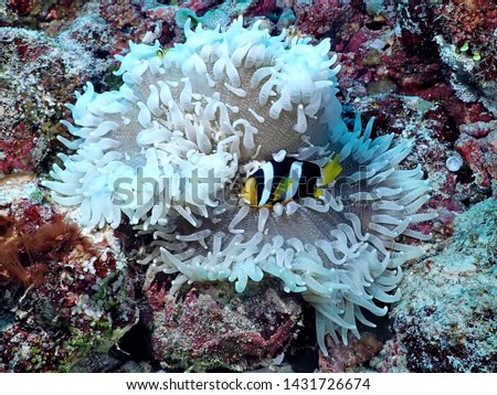 Amphiprion or clown-fish in its natural home - anemone