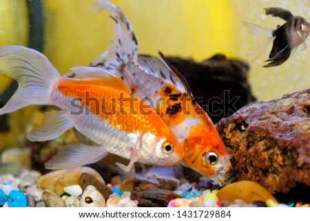 Golden fish inside the aquarium. Selective focus 