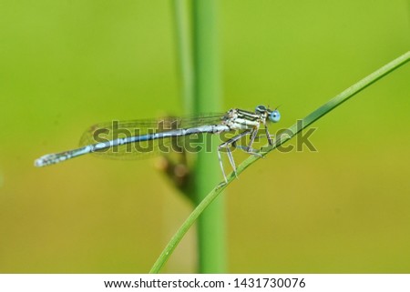 dragonfly in natural environment .