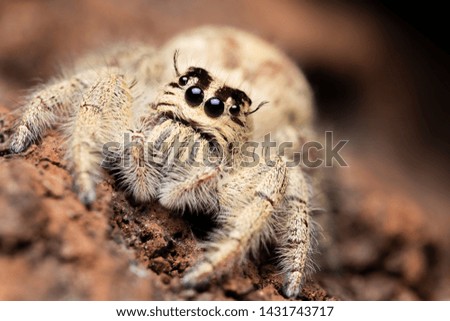 jumping spider on a branch. A exotic invertebrate species on a close up horizontal picture. 