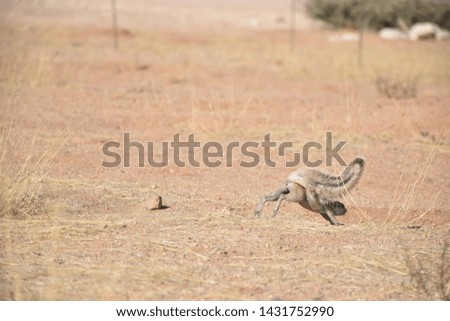 Ground squirrels are playing around. It was fascinating seeing them. 