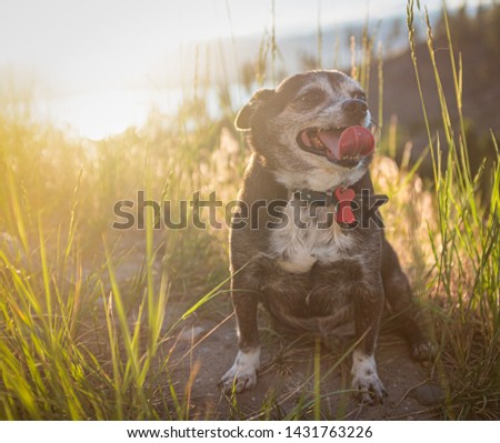 An Old Chubby Chihuahua Dog At Sunset