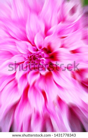Close-up chrysanthemum pink flower blur petals background