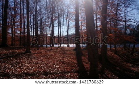 Woods by the lake in the fall