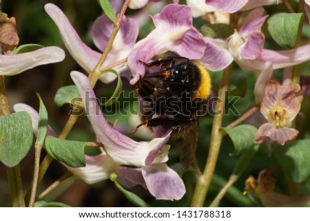  Macro of black and yellow and fluffy Bumblebee Bombus lucorum on a pink flower Corydalis solida in the foothills of the North Caucasus                              
