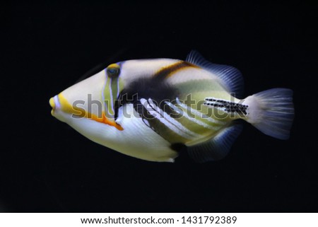 Close up view of a Lagoon triggerfish over black background.