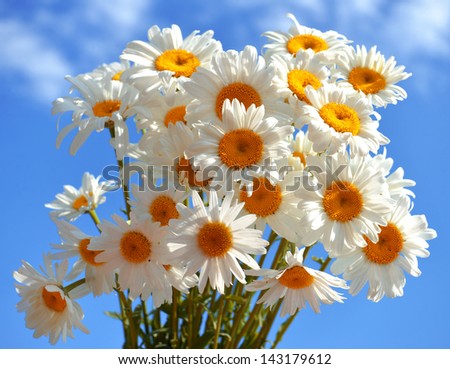 A bouquet of white daisies on a background of blue sky