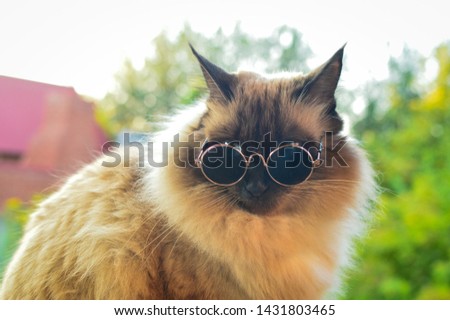 Balinese cat sits  on the background of green trees in the garden and wearing small sunglasses
