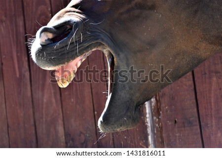 Close image of the horse's jaws. The animal stands in the stall with its mouth open. Horse laughs.
