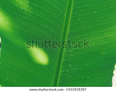 green​ banana​ leaf​ with​ drop water