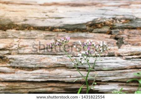 The flower of grass , wooden wall  background.